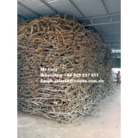 Coffee Wood Chew Wholesale for Export thumbnail image